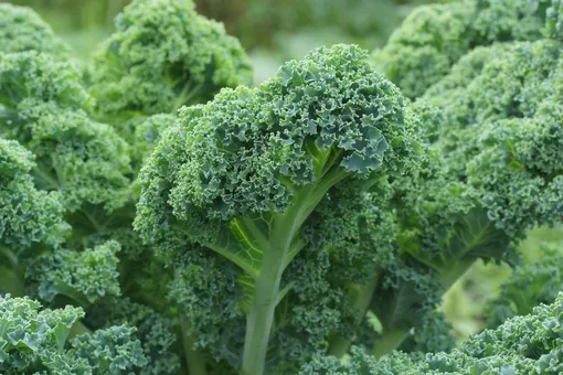 Кудрявая капуста Кудрявая капуста