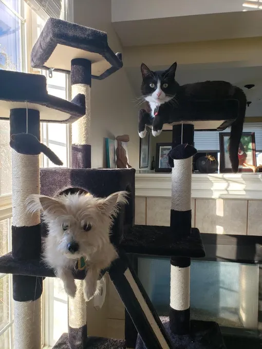 собака подражает коту собака подражает коту