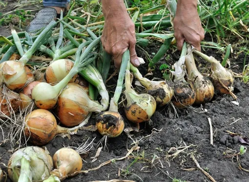 Как собирать лук