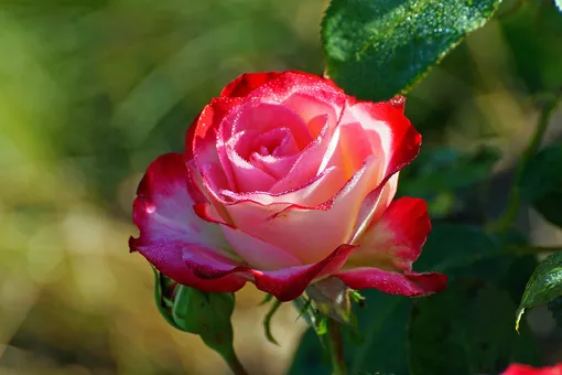 Какой уход нужен розам в августе: пошаговая инструкция