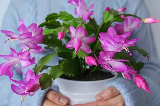 Почему декабрист стал фиолетовым: 4 причины и как их устранить