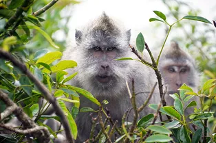 Дикая макака чуть не занянчила щенка до смерти. Но люди нашли способ ему помочь