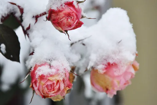 Почему сибирские садоводы не укрывают розы на зиму? Почему сибирские садоводы не укрывают розы на зиму?