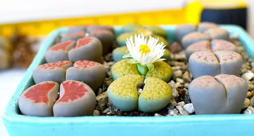 Где литопсы чувствуют себя лучше всего и каковы их требования