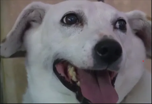 собака улыбается собака улыбается