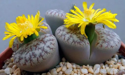 Литопсы – мастера выживания, терпения и удивления