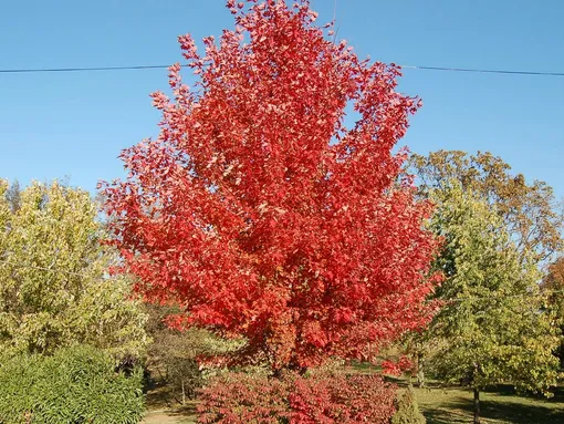 Клён Фримена