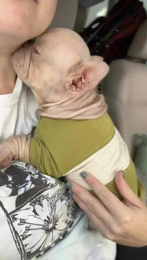 трогательная история про собаку