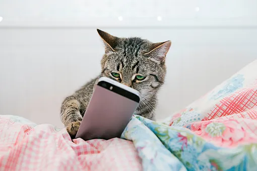 Хозяин уехал и каждый день звонил кошке по видео. Но однажды не дозвонился... Хозяин уехал и каждый день звонил кошке по видео. Но однажды не дозвонился...