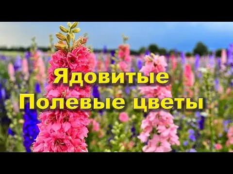 Нажми и смотри
