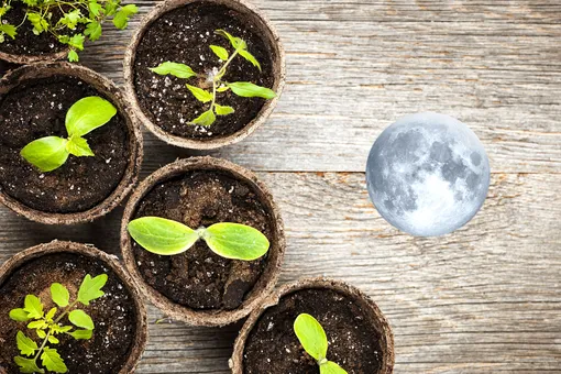 Лунный посевной календарь садовода и огородника на неделю с 26 февраля по 3 марта 2024 года Лунный посевной календарь садовода и огородника на неделю с 26 февраля по 3 марта 2024 года