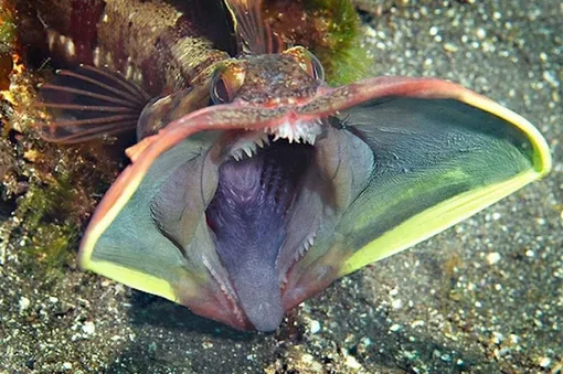 бахромоглав бахромоглав