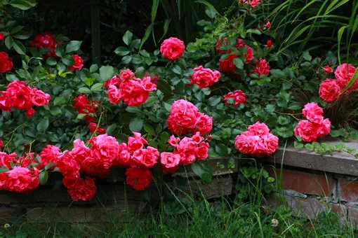 Обрезка почвопокровных роз