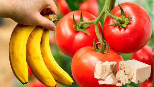 Подкормка из банановой кожуры и дрожжей для стимуляции плодоношения томатов