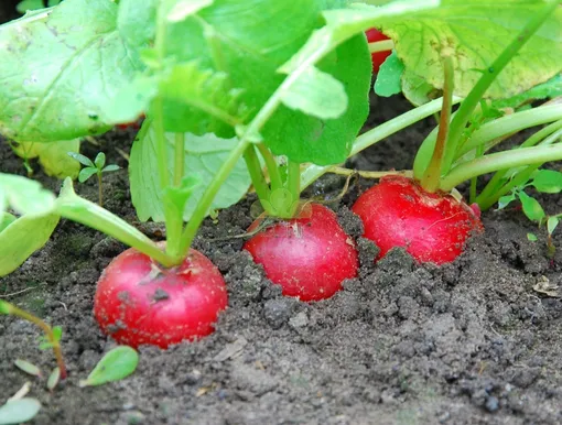 Редис Редис