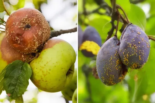 Гниение фруктов на деревьях в августе? Это не совпадение, но есть решение — действуйте быстро! Гниение фруктов на деревьях в августе? Это не совпадение, но есть решение — действуйте быстро!