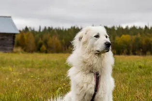 История большой любви. Пес спас семью от стрелка ценой своей жизни
