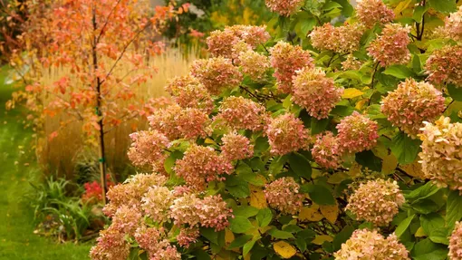 Что делать с гортензиями осенью — две важные процедуры