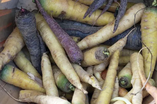 Пастернак заменит в блюдах морковь и петрушку