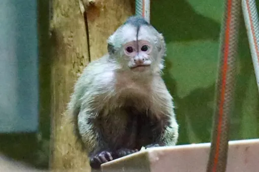 Москвичи выбрали имя для капуцина-плаксы Москвичи выбрали имя для капуцина-плаксы