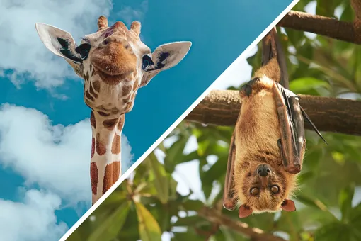 Кто в животном мире спит 22 часа? Вы ни за что не угадаете правильный ответ!