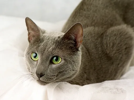 русская голубая кошка русская голубая кошка