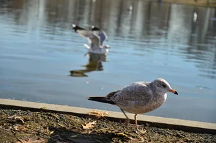 Когда не продали рыбов: маленькая чайка ограбила сувенирный магазин