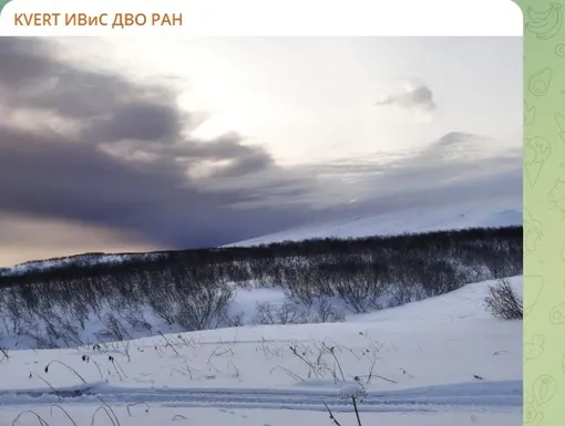 Пепловая туча вулкана Безымянный 26 ноября 2025 г. На переднем плане вулкан Ключевской