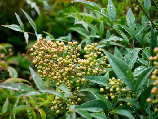 Нандина с зелеными ягодами Нандина с зелеными ягодами