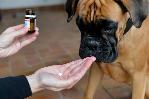 Аллергия у собак фото