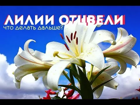 Нажми и смотри