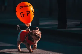 Чтобы не наступить: семья нашла милый способ следить за крошечными собаками Чтобы не наступить: семья нашла милый способ следить за крошечными собаками