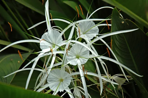 Гименокаллис