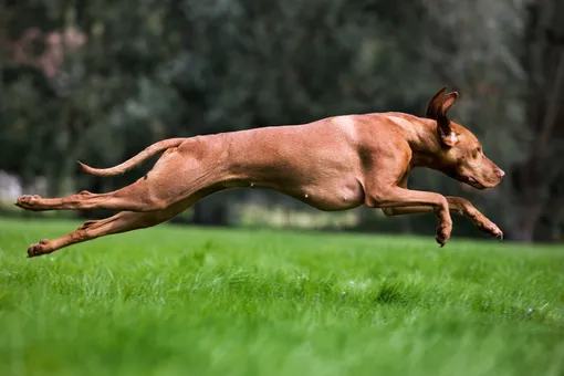 Как вести дневник тренировок и достижений вашей собаки