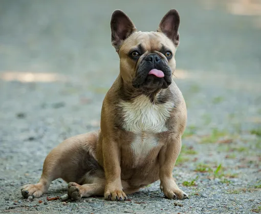 5 признаков того, что ваша собака здорова