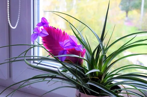 тилландсия