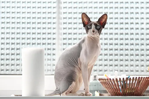 канадский сфинкс канадский сфинкс