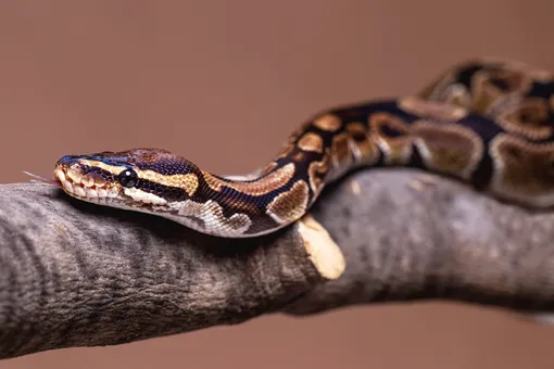 Третий случай в истории: проживший 10 лет в одиночестве удав стал многодетной матерью Третий случай в истории: проживший 10 лет в одиночестве удав стал многодетной матерью