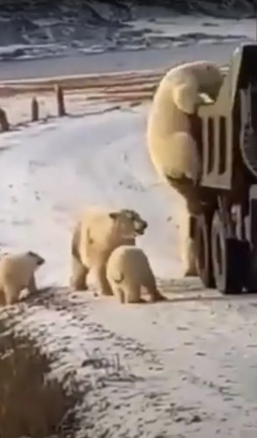 белые медведи белые медведи