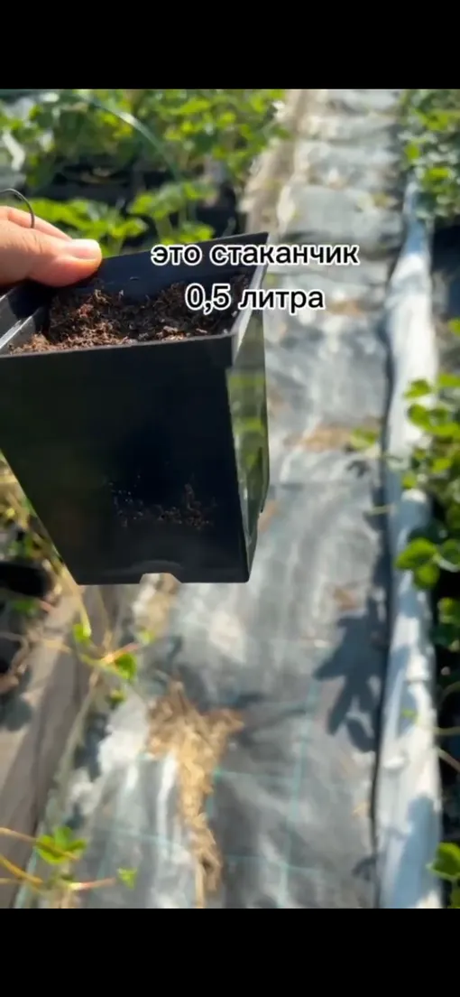 как укоренить усы клубники