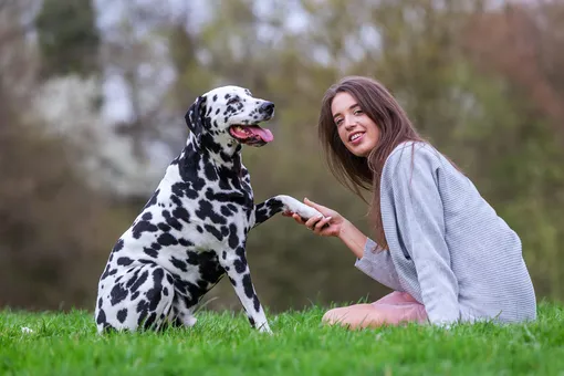 Ваша собака – левша или правша?