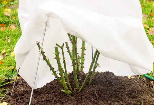 Зимовка роз