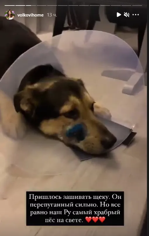 собачий воротник собачий воротник