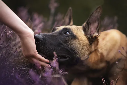 Язык любви вашей собаки: как она проявляет чувства и как понять, что вы ей нравитесь Язык любви вашей собаки: как она проявляет чувства и как понять, что вы ей нравитесь