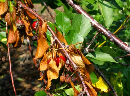 Почему фрукты начинают гнить ещё на деревьях Почему фрукты начинают гнить ещё на деревьях