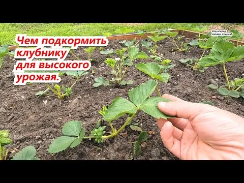 Нажми и смотри
