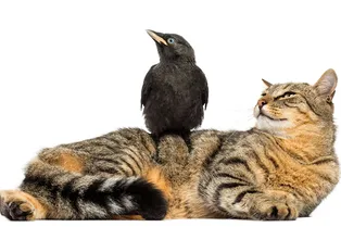 Ворона и кошка сделали автослесаря звездой. Но он этому не рад