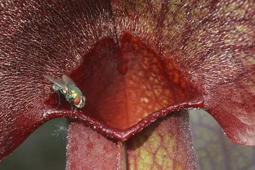 Цвет и аромат листьев саррацении привлекают опылителей Саррацения — растение-хищник