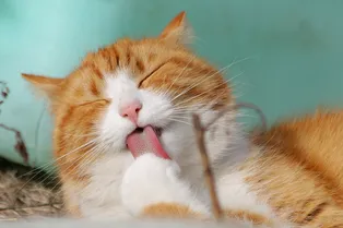 80-летняя женщина умерла после того, как ее оцарапала и лизнула кошка