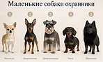 Не игрушки, а телохранители: 9 пород мини-собак, чья бдительность даст фору овчаркам Не игрушки, а телохранители: 9 пород мини-собак, чья бдительность даст фору овчаркам